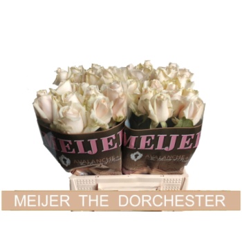 product/img.floraplaza.nl/124075-40-LIVE_fotos-0xFA67B19389CCE7368FBF785615C57C39FC10499F.jpg