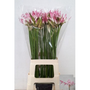 product/img.floraplaza.nl/124085-70-LIVE_fotos-0xABB136DC764E4558628E59ECF682965DC7B08306.jpg
