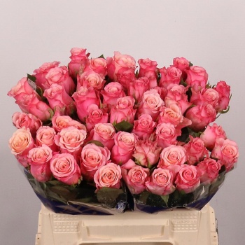 product/img.floraplaza.nl/124179-40-LIVE_fotos-0x64689D7CDF134227486CD9FB09071CAF5F60A068.jpg