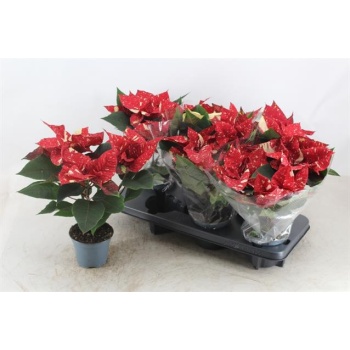 product/img.floraplaza.nl/124220-12-LIVE_fotos-0xC158045401F71D8C4E1A5AF2CE73A1496032FDA5.jpg