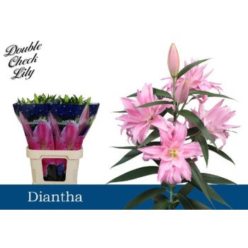 product/img.floraplaza.nl/124285-90-LIVE_fotos-0x0C7FE2D713C68CAD661B9C0A7CD0171BEAA6E39E.jpg