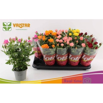 product/img.floraplaza.nl/124315-12-LIVE_fotos-0xF74336250C248C98EBE66F0C3C1A52B29EC4FD0E.jpg