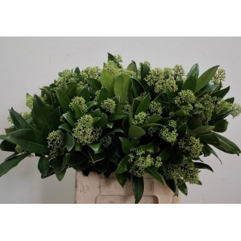 product/img.floraplaza.nl/124374-50-LIVE_fotos-0xCC9F2F1712EED2EC7A316FA20DBA216BF29FE61A.jpg