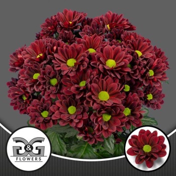 product/img.floraplaza.nl/124579-70-LIVE_fotos-0xF7F833DA94B6206A63B080BCDBCCE501C8521934.jpg