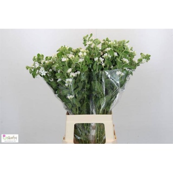 product/img.floraplaza.nl/124668-70-LIVE_fotos-0xE629D095F116383BD3E99090292D8CD1AE55DD78.jpg