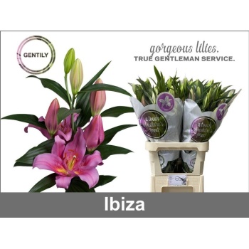 product/img.floraplaza.nl/124732-80-LIVE_fotos-0x5A7BD58261428D81D5AAF28C064B9CA6A42595E7.jpg