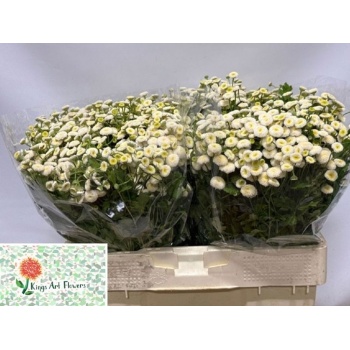 product/img.floraplaza.nl/124755_60-LIVE_fotos-0xF018373BF49268C1425AFE26B8394EC180ACB18F.jpg