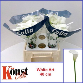 product/img.floraplaza.nl/124866-40-LIVE_fotos-0xE629CF65223506980411A2DC3007178D2A4D55C6.jpg