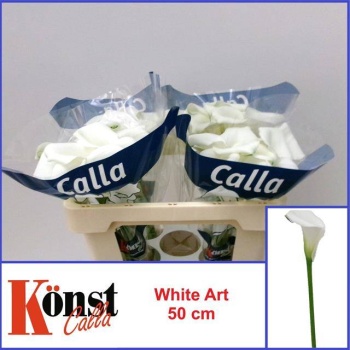 product/img.floraplaza.nl/124866-50-LIVE_fotos-0x72AD9FD48BBC327603B0F50CE389D07E34FE0462.jpg