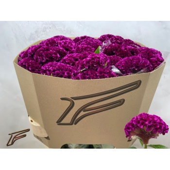 product/img.floraplaza.nl/124999-80-LIVE_fotos-0x4A64A0E1C2FA9DFDEAEAD5F267FE9275ED30081E.jpg