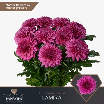 product/img.floraplaza.nl/125024-100-LIVE_fotos-0xE02FEC10BF9C5548296E462A63D00B14AC151C86.jpg