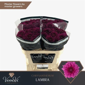 product/img.floraplaza.nl/125024-70-LIVE_fotos-0xC8A0FDAFA0A3F85EA518FD8AA29D6DCD111FCF3B.jpg