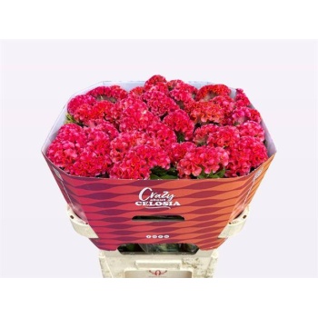 product/img.floraplaza.nl/125039-75-LIVE_fotos-0xF9B859602C6FBCCE094E0B4B91059C32DC4FDB81.jpg