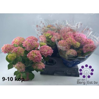 product/img.floraplaza.nl/125076-14-LIVE_fotos-0xDC3D95D071073A42ED580316478F668179450C9C.jpg