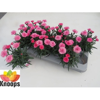 product/img.floraplaza.nl/125158-11-LIVE_fotos-0x8A037A1B8CA4DF326C0900FCBF47FBAB1ECF73AF.jpg