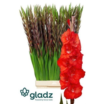product/img.floraplaza.nl/125290-120-LIVE_fotos-0x57DF5F1FCCEEA7638389253A58AEB7CE1FF4599F.jpg