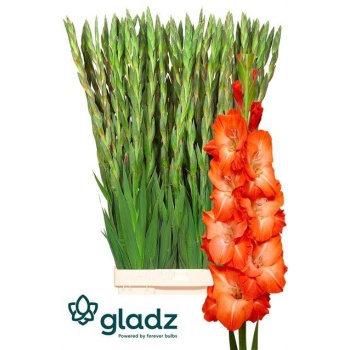 product/img.floraplaza.nl/125300-LIVE_fotos-0xA06D53585E3AEFA1F142B7A6495C74D5F945E1F2.jpg