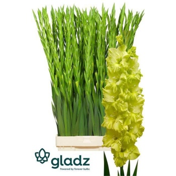 product/img.floraplaza.nl/125322-115-LIVE_fotos-0x0171CEE4BACEC0B397735D306B257E1FDABEE344.jpg