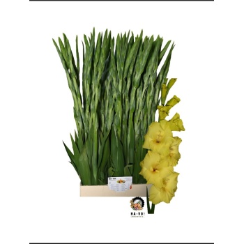 product/img.floraplaza.nl/125323-110-LIVE_fotos-0x4CB9F83895920B2E0D2EA329B05DA59A5967AA90.jpg