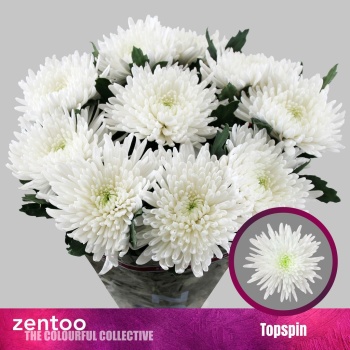 product/img.floraplaza.nl/125353-LIVE_fotos-0x0BD24CFA5C018FD45EA9034F2E085BD89F4E831C.jpg