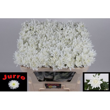 product/img.floraplaza.nl/125358-50-LIVE_fotos-0xA7A53EFBD85FF2FBACD2F491D3DB36911B7BB6B7.jpg