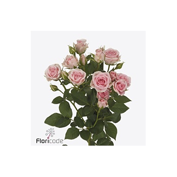 product/img.floraplaza.nl/125380-60-ART_fotos-VBN-vbn125380.jpg