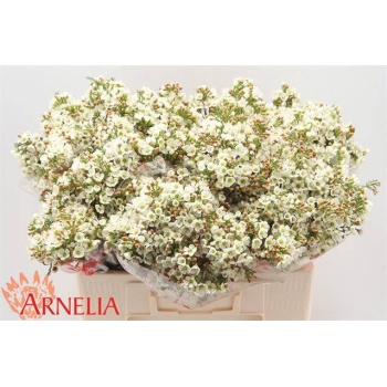 product/img.floraplaza.nl/125393-55-LIVE_fotos-0xFCFC7D4DAA678BF89CE8296FC88DB87470E25325.jpg