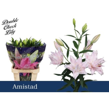 product/img.floraplaza.nl/125399-100-LIVE_fotos-0x379186C240BDD76EF759D15594FB1AD338C4F608.jpg