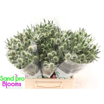 product/img.floraplaza.nl/125436-40-LIVE_fotos-0xC646FA4F74ED816796CDD496CD23C8404F71B6A7.jpg