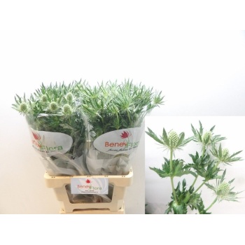 product/img.floraplaza.nl/125436-70-LIVE_fotos-0x4E4A1A37A68489E7B8866AF069D68B90A4AF4392.jpg