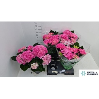 product/img.floraplaza.nl/125441-14-LIVE_fotos-0xC7C3561F29C728DB6F662E0A959FFA445C36C847.jpg