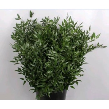 product/img.floraplaza.nl/125461-70-ASSORTI_fotos-GCON-ruscus mid.jpg