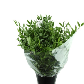 product/img.floraplaza.nl/125461-70-LIVE_fotos-0xAC09415D032AF0DD831DF1845BD006E0F528C5D7.jpg
