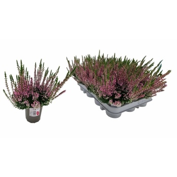 product/img.floraplaza.nl/125472-9-LIVE_fotos-0xCF6E6DE716B58B8741D8F4B9AD2A092842564BCE.jpg