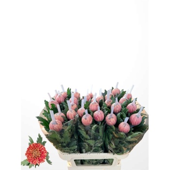 product/img.floraplaza.nl/125477-145G-LIVE_fotos-0xF3F8637A06E7037B614A64A4A0FD49E8C8332C4F.jpg