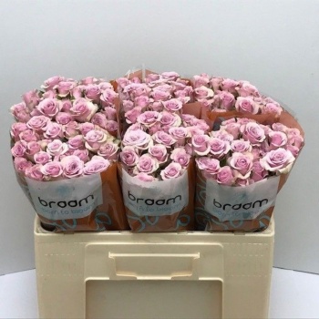 product/img.floraplaza.nl/125511-50-LIVE_fotos-0xBB798BC56FA68C119D26C3F812186F4E28292636.jpg