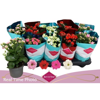 product/img.floraplaza.nl/125527-510-LIVE_fotos-0x64DFFFDA40AC68DB77C9C1658E02F400F4386DFC.jpg