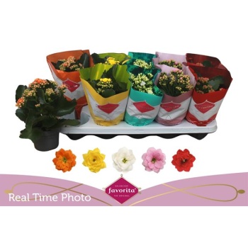 product/img.floraplaza.nl/125528-510-LIVE_fotos-0x9154A2BABE590C40FBE19E1B19F95FCF1E9D285F.jpg