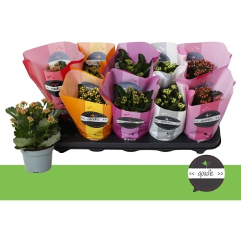 product/img.floraplaza.nl/125529-510-LIVE_fotos-0xF826BC84FF2A8156EA4C2BE689B5DE4B61884402.jpg