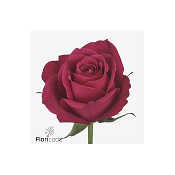 product/img.floraplaza.nl/125533-40-ART_fotos-VBN-vbn125533.jpg
