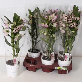 product/img.floraplaza.nl/125623-12-LIVE_fotos-0xEAD1AF983BCDB249783FF586B2272C8645A5A7E1.jpg