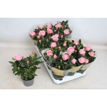 product/img.floraplaza.nl/125661-510-LIVE_fotos-0x3B4EB5C33A46F1D086EDBD213BE32D7879ABADC8.jpg