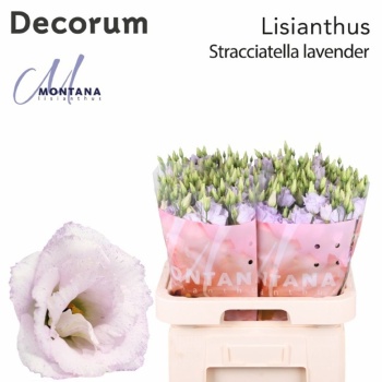 product/img.floraplaza.nl/125882MONTANA-LIVE_fotos-0xB715C9C565643E5B63140272B034AAF9C0F72A19.jpg