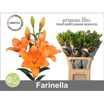 product/img.floraplaza.nl/125894-90-LIVE_fotos-0xE221847F0B5855B0002A0F8A26E3BCEAA1CA3B87.jpg