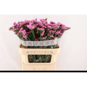 product/img.floraplaza.nl/125901-80-LIVE_fotos-0x3F9A9054F9F91718DF448F325D80D0A35244D0CA.jpg