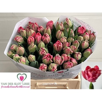 product/img.floraplaza.nl/125930-LIVE_fotos-0xE71507B3933BF7B68D8663C430689F130C93F66D.jpg