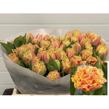 product/img.floraplaza.nl/125939-LIVE_fotos-0xC77AC8D2AA5E2C0A360F1E73680B098CB8E0EB56.jpg