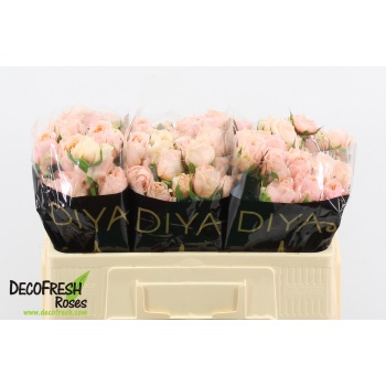 product/img.floraplaza.nl/126024-50-LIVE_fotos-0x0B4113BABB24F6A6FE803FDC8B49E42894084EB4.jpg product/img.floraplaza.nl/126024-50-LIVE_fotos-0x0B4113BABB24F6A6FE803FDC8B49E42894084EB4.jpg