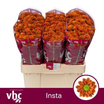 product/img.floraplaza.nl/126038-55-LIVE_fotos-0x41B1C2332D46CF028C8E0FDE9964DC3CA74911A5.jpg