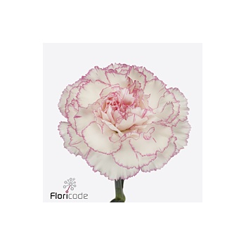 product/img.floraplaza.nl/126091-60-ART_Fotos-VBN-vbn126091.jpg
